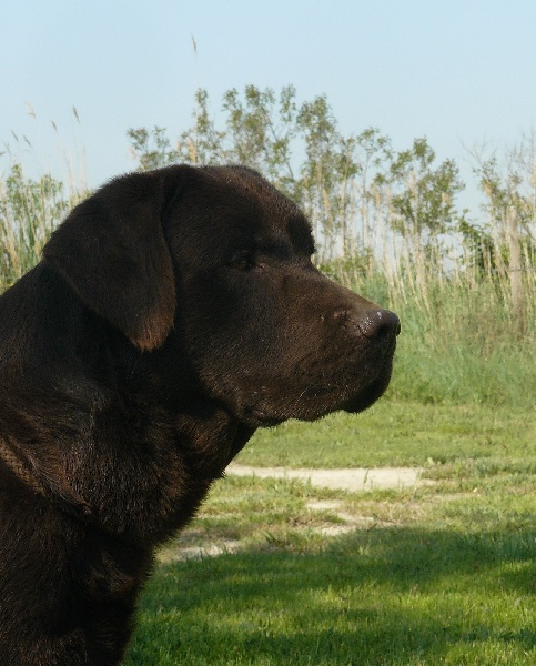 Doo little doo little du grand cassieu