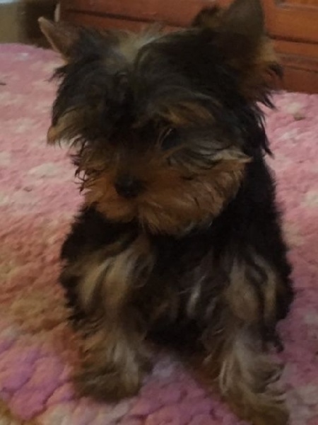 du Mas de Mailys - Chiots disponibles - Yorkshire Terrier